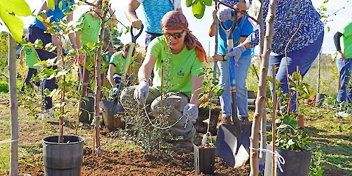 Zoomarine e Nativawaky plantam floresta Miyawaki em prol da regeneração do Algarve