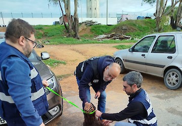 Município de Faro e Polícia de Segurança Pública realizam ação de fiscalização na área do bem-estar animal