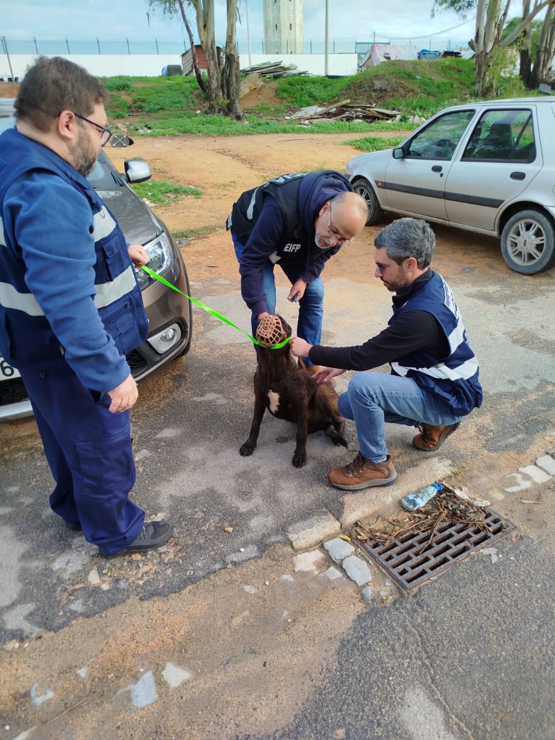 Município de Faro e Polícia de Segurança Pública realizam ação de fiscalização na área do bem-estar animal