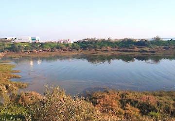 Câmara de Olhão alvo de denúncia do PAN por desrespeito ambiental na Ria Formosa