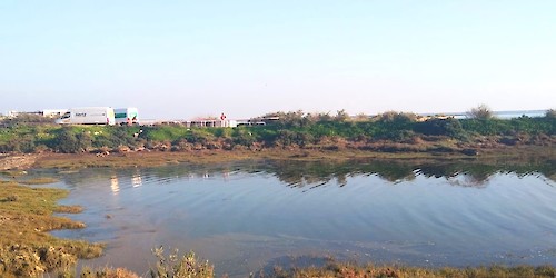 Câmara de Olhão alvo de denúncia do PAN por desrespeito ambiental na Ria Formosa