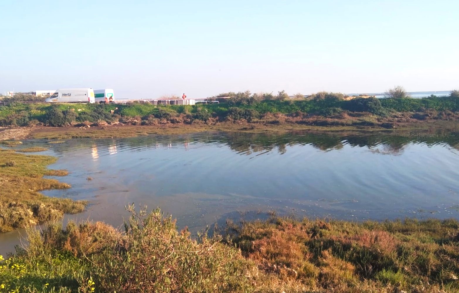 Câmara de Olhão alvo de denúncia do PAN por desrespeito ambiental na Ria Formosa