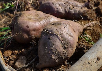 Município continua a apoiar a Associação de Produtores de Batata-doce de Aljezur