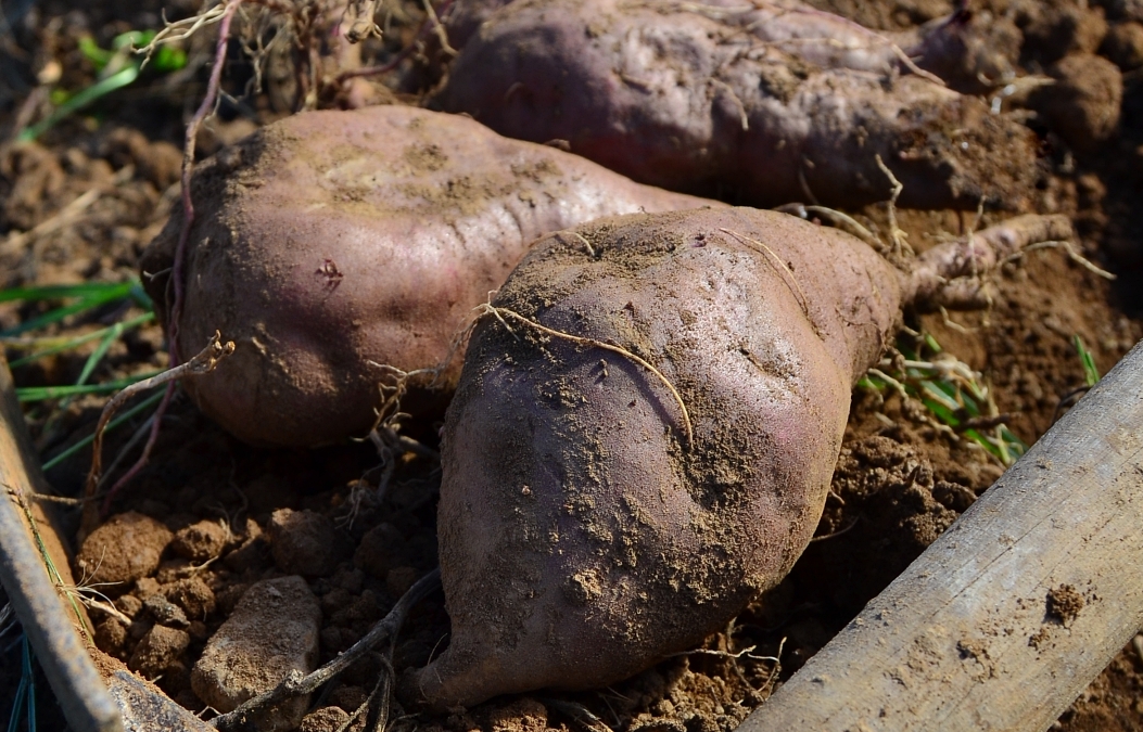 Município continua a apoiar a Associação de Produtores de Batata-doce de Aljezur