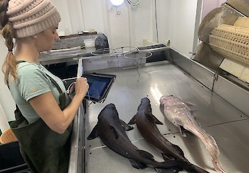 Investigadores Portugueses propõem soluções para reduzir a captura de tubarões e raias na pesca de arrasto