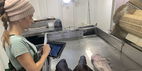 Investigadores Portugueses propõem soluções para reduzir a captura de tubarões e raias na pesca de arrasto