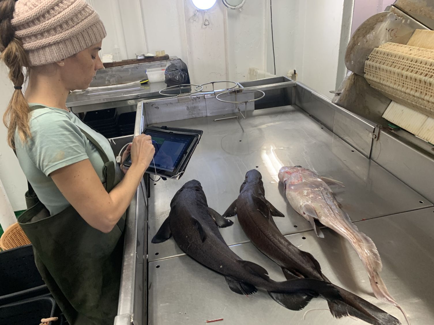 Investigadores Portugueses propõem soluções para reduzir a captura de tubarões e raias na pesca de arrasto