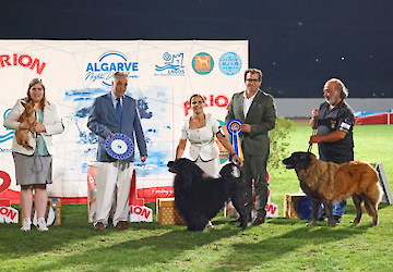 Exposições Caninas Noturnas do Algarve voltam a marcar presença em Lagos