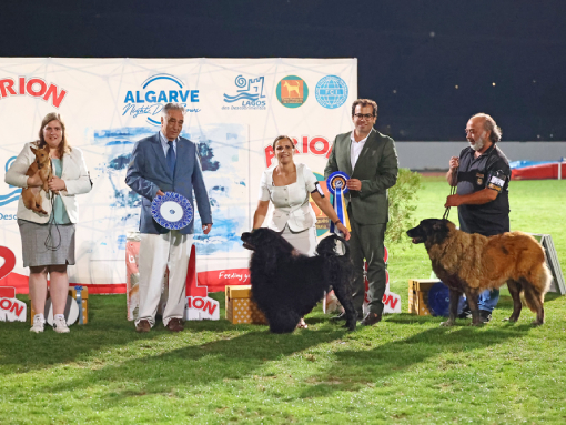 Exposições Caninas Noturnas do Algarve voltam a marcar presença em Lagos