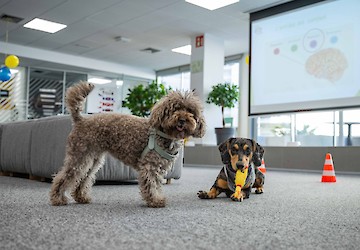 Metade dos portugueses com animais de companhia reconhece que conviver com eles no trabalho reduz o stress
