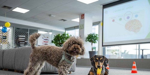Metade dos portugueses com animais de companhia reconhece que conviver com eles no trabalho reduz o stress