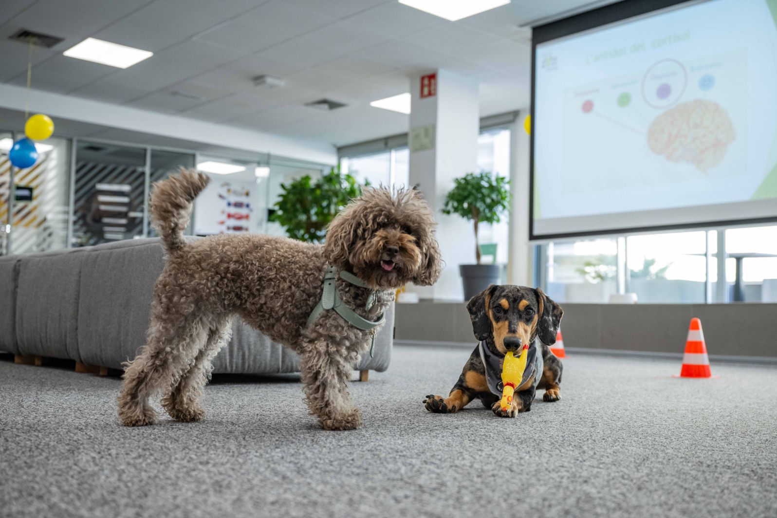 Metade dos portugueses com animais de companhia reconhece que conviver com eles no trabalho reduz o stress
