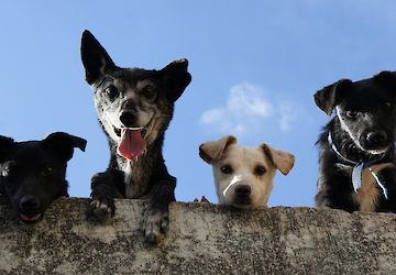 AlgarveShopping recebe nova campanha de adoção de animais