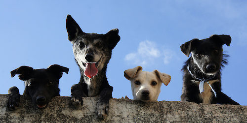 AlgarveShopping recebe nova campanha de adoção de animais