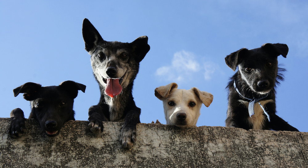 AlgarveShopping recebe nova campanha de adoção de animais