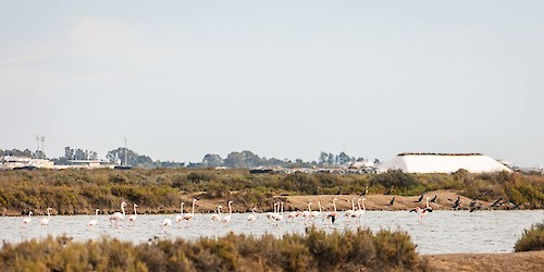 Município avança com candidatura da Reserva Natural do Sapal de Castro Marim e VRSA enquanto Reserva da Biosfera da UNESCO