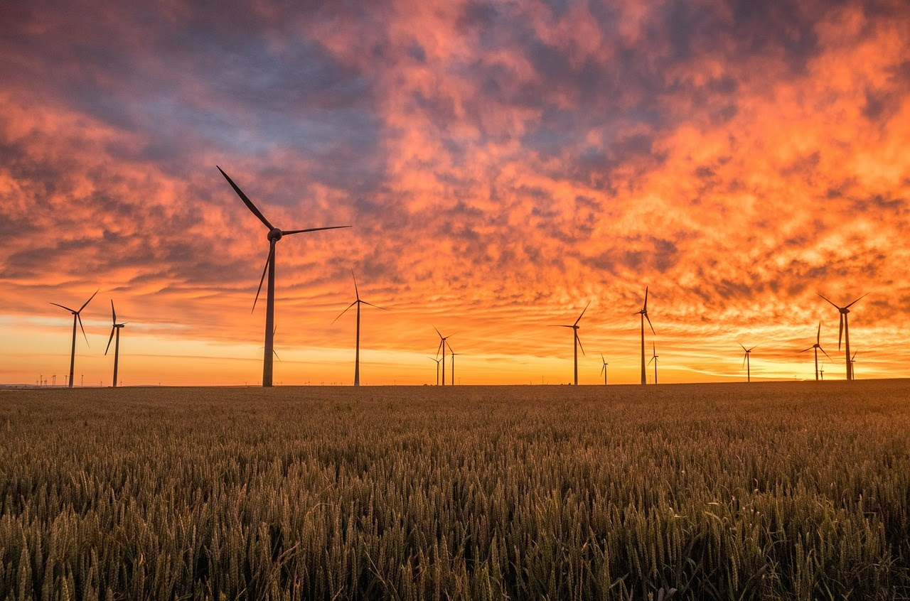 Algarve sob pressão: nova vaga de projetos eólicos e solares ameaça biodiversidade