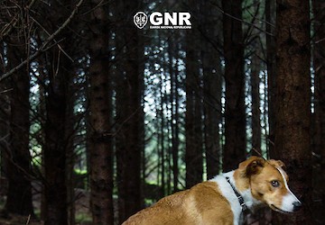 No Dia Internacional do Animal Abandonado, a GNR alerta para os crimes de abandono e maus tratos de animais de companhia