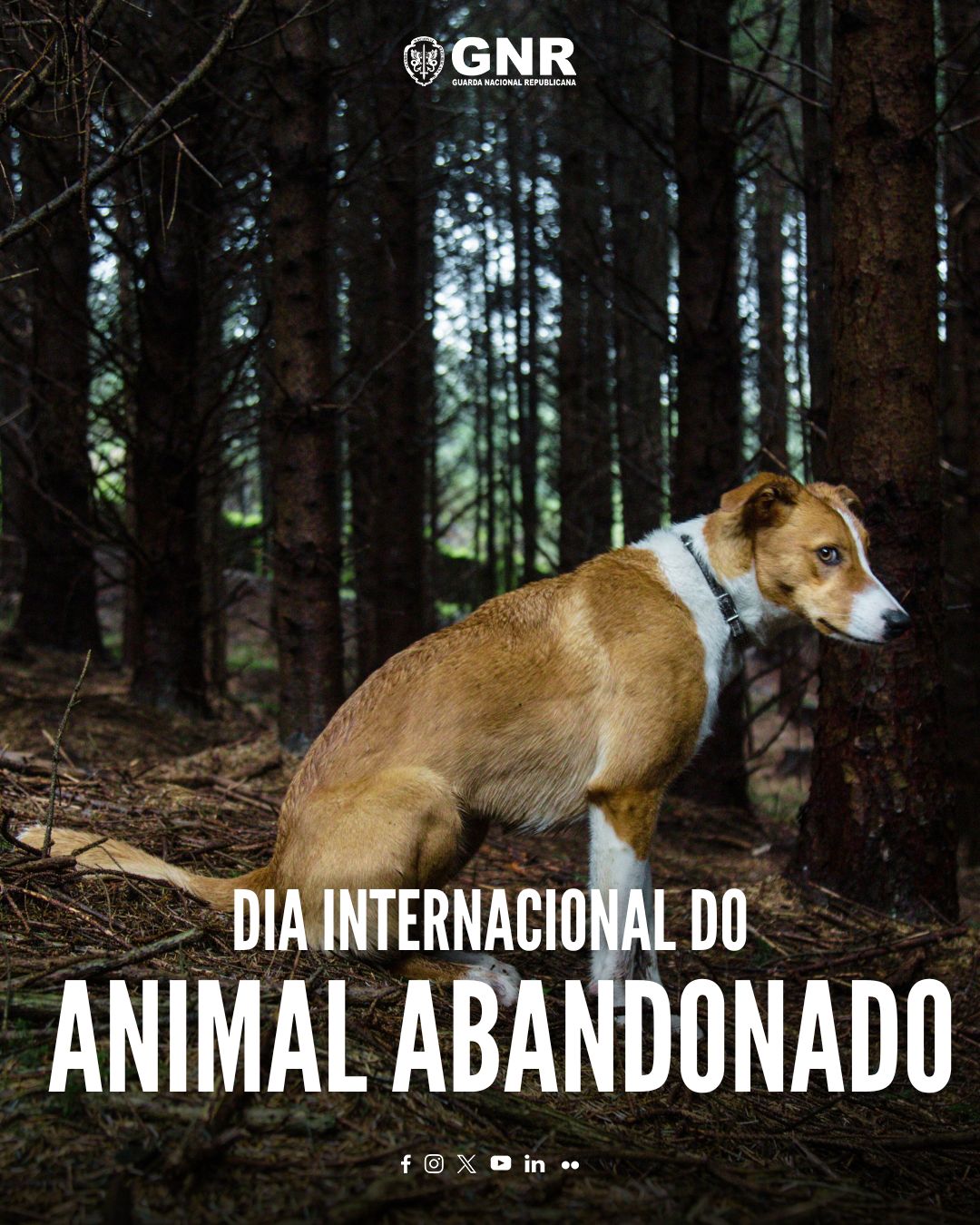 No Dia Internacional do Animal Abandonado, a GNR alerta para os crimes de abandono e maus tratos de animais de companhia