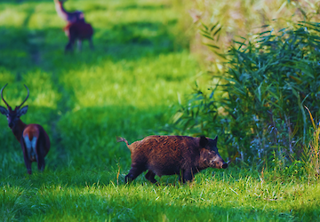 Loulé esclarece sobre manipulação e comercialização de carne de caça grossa