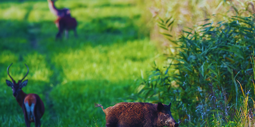 Loulé esclarece sobre manipulação e comercialização de carne de caça grossa
