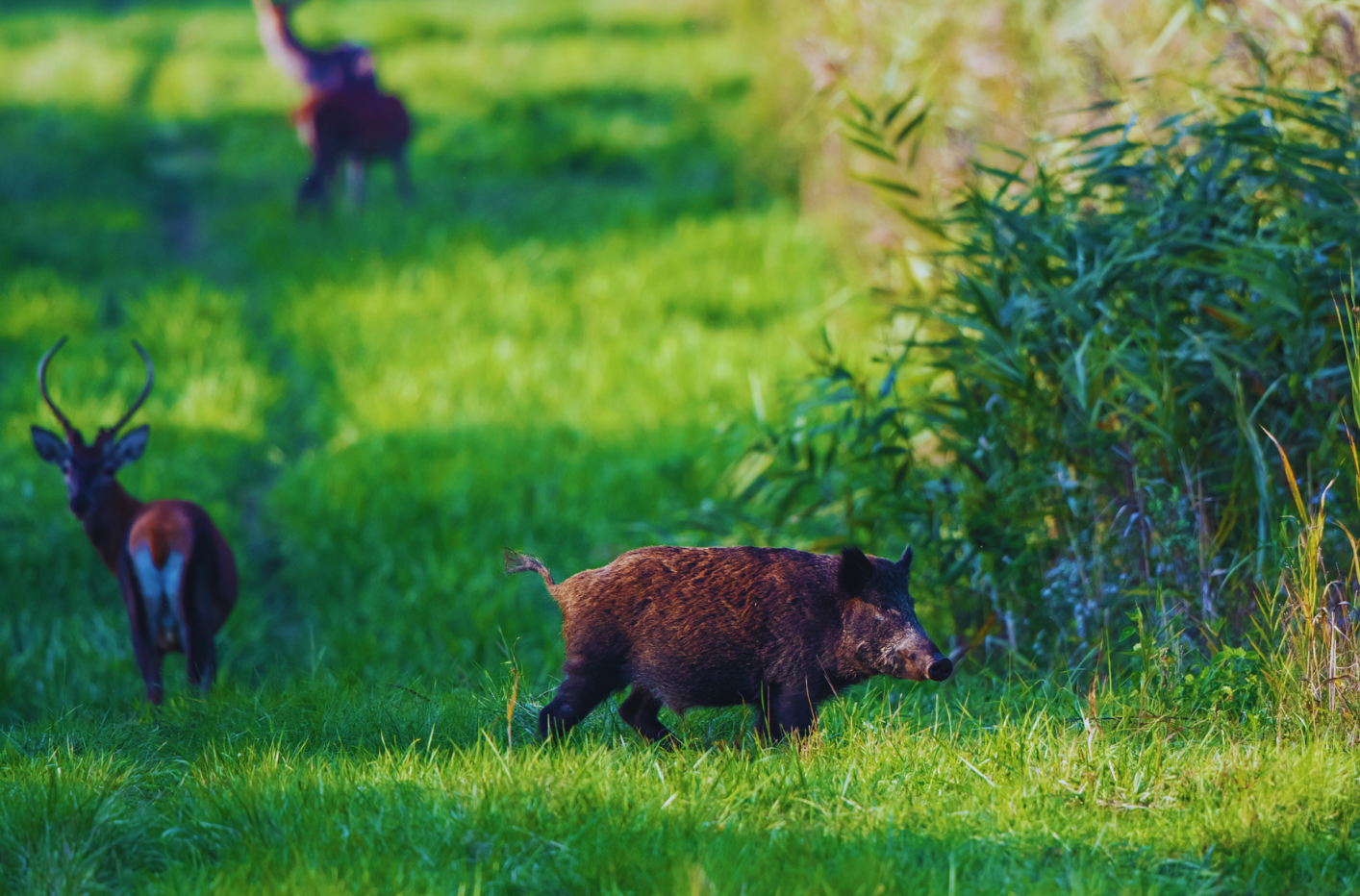 Loulé esclarece sobre manipulação e comercialização de carne de caça grossa