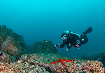 Expedição científica revela mais de 40 novas espécies no Recife do Algarve e reforça o valor dos ecossistemas da área marinha protegida