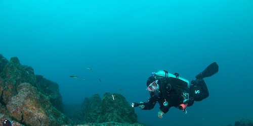 Expedição científica revela mais de 40 novas espécies no Recife do Algarve e reforça o valor dos ecossistemas da área marinha protegida