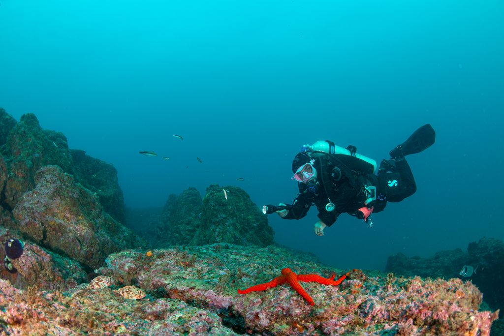 Expedição científica revela mais de 40 novas espécies no Recife do Algarve e reforça o valor dos ecossistemas da área marinha protegida