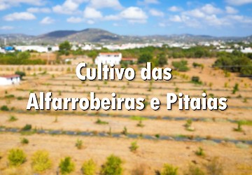 Alfarrobeiras e Pitaias: culturas resilientes para um Algarve com mais água