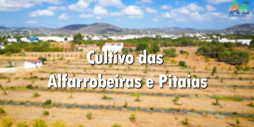 Alfarrobeiras e Pitaias: culturas resilientes para um Algarve com mais água