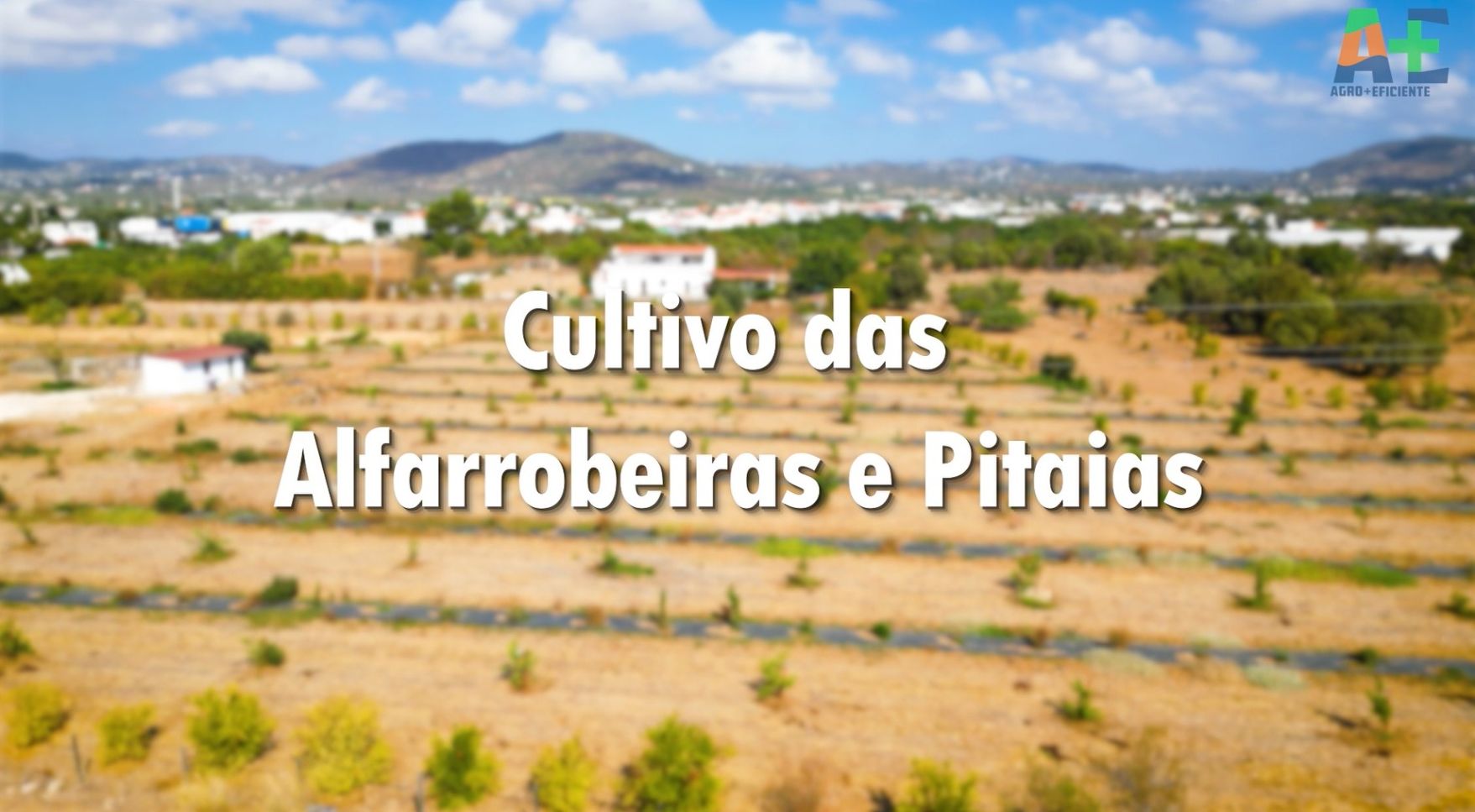 Alfarrobeiras e Pitaias: culturas resilientes para um Algarve com mais água