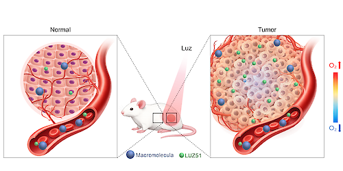 Investigadores da Universidade de Coimbra desenvolvem molécula inovadora para tratamento do cancro