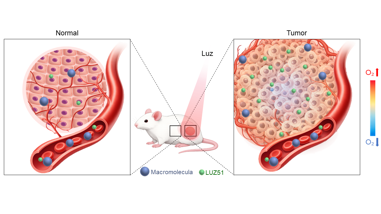 Investigadores da Universidade de Coimbra desenvolvem molécula inovadora para tratamento do cancro