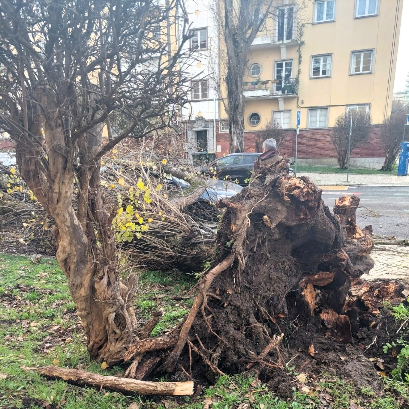 Tempestades extremas expõem fragilidades em Portugal: Natureza é parte da solução
