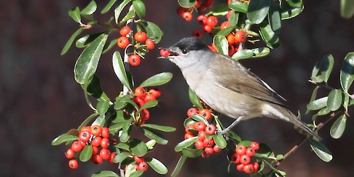 Estudo mostra que a preferência das aves por frutos raros é importante para a manutenção da biodiversidade