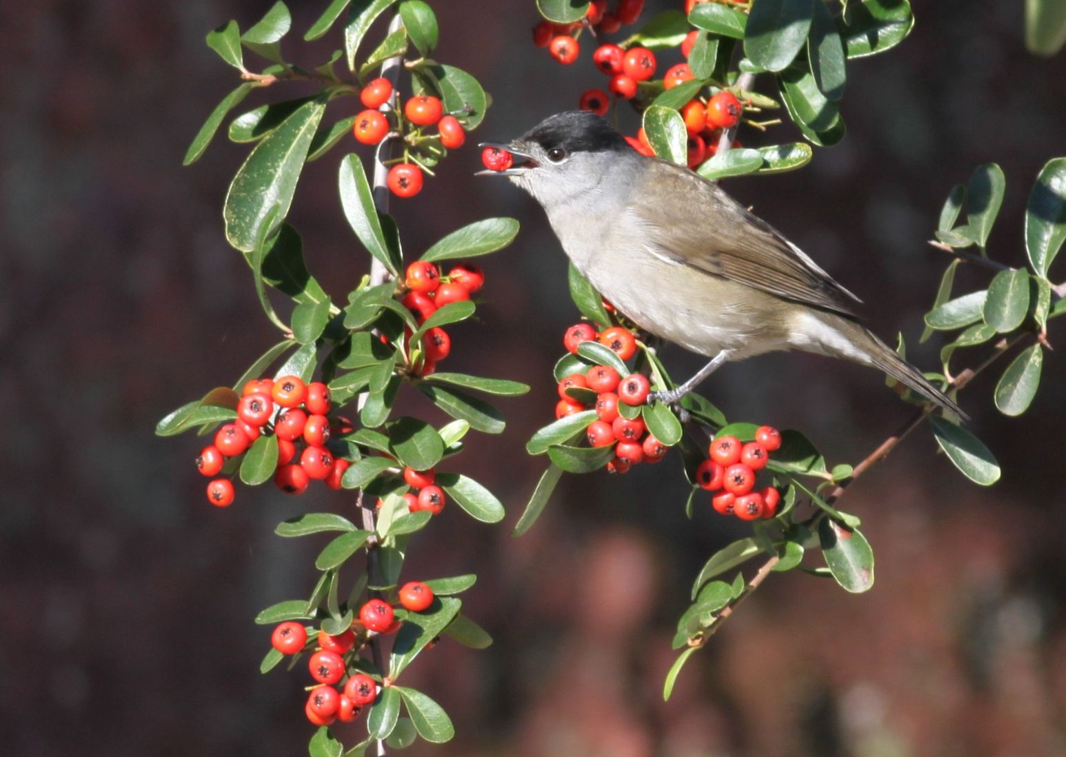 Estudo mostra que a preferência das aves por frutos raros é importante para a manutenção da biodiversidade