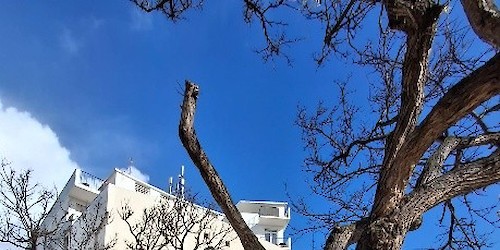 Intervenções preventivas no arvoredo urbano em Lagos