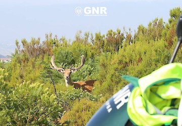 O papel da GNR na proteção da Vida Selvagem