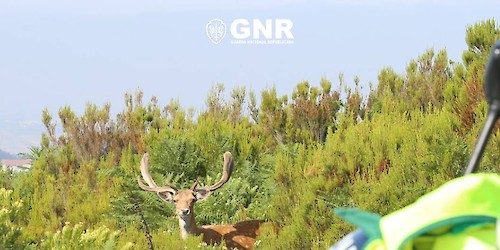 O papel da GNR na proteção da Vida Selvagem