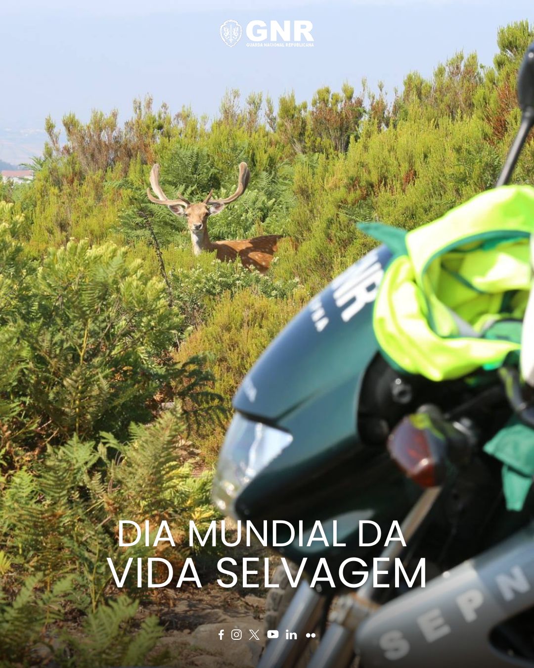 O papel da GNR na proteção da Vida Selvagem