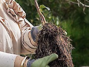 Mais de 800 árvores plantadas em acção de reflorestação na Área de Merendas do Castelejo, Vila do Bispo - 1
