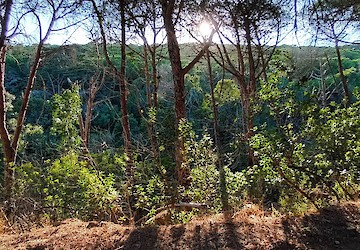 Projecto piloto Escutar a Mata – intervenção em Barão de S. João