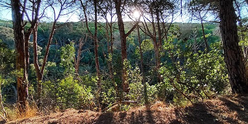 Projecto piloto Escutar a Mata – intervenção em Barão de S. João