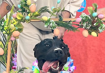 Uma Páscoa Feliz no Canil Municipal de Lagos