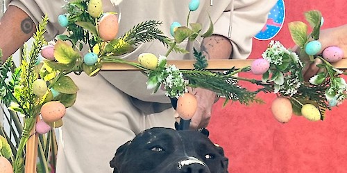 Uma Páscoa Feliz no Canil Municipal de Lagos