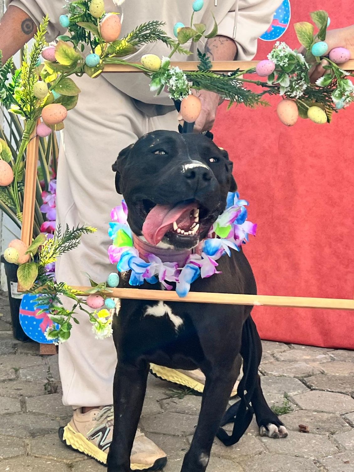 Uma Páscoa Feliz no Canil Municipal de Lagos