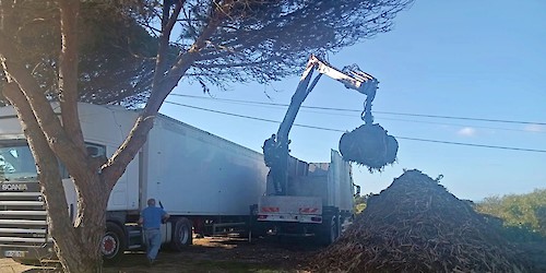 Aljezur: Trituração e remoção de resíduos verdes