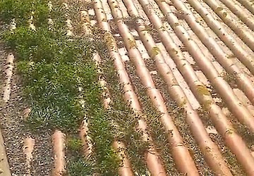Limpeza de telhado do Arquivo Histórico de Aljezur