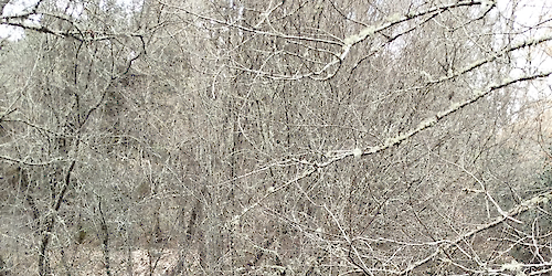 Campanha de monitorização de Primavera 2026